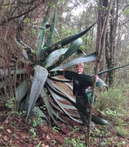 A giant maguey in the forest above San Pablo Etla, Oaxaca.